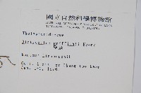 聖蕨藏品圖，第2張