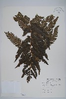 方桿蕨藏品圖，第1張