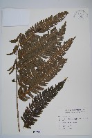 方桿蕨藏品圖，第1張