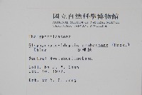 方桿蕨藏品圖，第2張