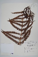 大葉金星蕨藏品圖，第1張