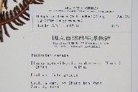 大葉金星蕨藏品圖，第2張