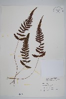 尾葉茯蕨藏品圖，第1張