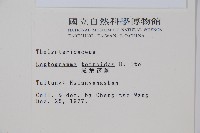 尾葉茯蕨藏品圖，第2張