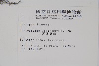 尾葉茯蕨藏品圖，第2張