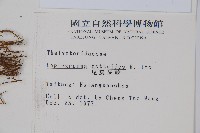 尾葉茯蕨藏品圖，第2張