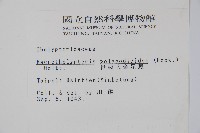 光囊紫柄蕨藏品圖，第2張