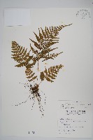 粗毛金星蕨藏品圖，第1張