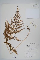 粗毛金星蕨藏品圖，第1張