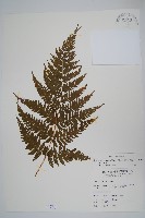 粗毛金星蕨藏品圖，第1張