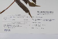 斜葉金星蕨藏品圖，第2張