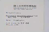 翅軸假金星蕨、短柄卵果蕨藏品圖，第2張