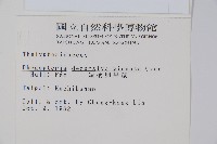 翅軸假金星蕨、短柄卵果蕨藏品圖，第2張