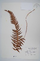 翅軸假金星蕨、短柄卵果蕨藏品圖，第1張