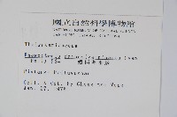 翅軸假金星蕨、短柄卵果蕨藏品圖，第2張