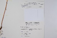 假毛蕨藏品圖，第2張