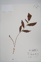 頂芽新月蕨藏品圖，第1張