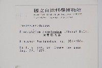 頂芽新月蕨藏品圖，第2張