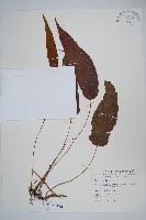 單葉新月蕨藏品圖，第1張