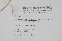 單葉新月蕨藏品圖，第2張