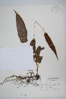 單葉新月蕨藏品圖，第1張