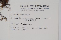 單葉新月蕨藏品圖，第2張