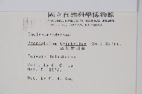 新月蕨藏品圖，第2張