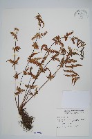 光囊紫柄蕨藏品圖，第1張