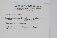 光囊紫柄蕨藏品圖，第2張