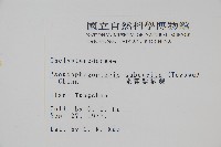 光囊紫柄蕨藏品圖，第2張