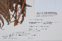 斜葉金星蕨藏品圖，第2張