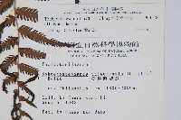 斜葉金星蕨藏品圖，第2張