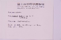 大鐵角蕨藏品圖，第2張