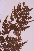 大鐵角蕨藏品圖，第3張
