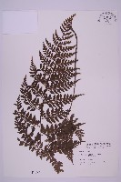 大鐵角蕨藏品圖，第1張