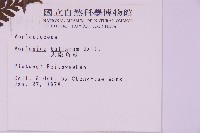 大鐵角蕨藏品圖，第2張