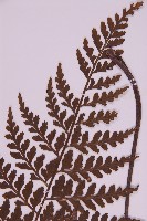 大鐵角蕨藏品圖，第3張