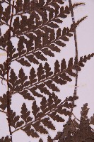 大鐵角蕨藏品圖，第4張