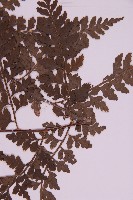 大鐵角蕨藏品圖，第5張