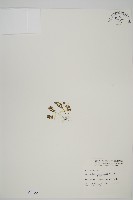 姬鐵角蕨藏品圖，第1張