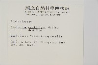 姬鐵角蕨藏品圖，第2張