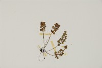 姬鐵角蕨藏品圖，第3張