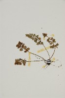 姬鐵角蕨藏品圖，第4張