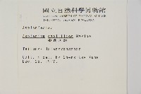 姬鐵角蕨藏品圖，第2張