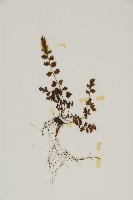 姬鐵角蕨藏品圖，第3張