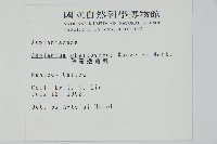 薄葉孔雀鐵角蕨、邊孢鐵角蕨藏品圖，第2張