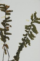 薄葉孔雀鐵角蕨、邊孢鐵角蕨藏品圖，第3張