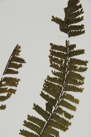 薄葉孔雀鐵角蕨、邊孢鐵角蕨藏品圖，第4張