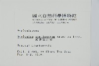 薄葉孔雀鐵角蕨、邊孢鐵角蕨藏品圖，第2張