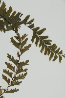 薄葉孔雀鐵角蕨、邊孢鐵角蕨藏品圖，第3張